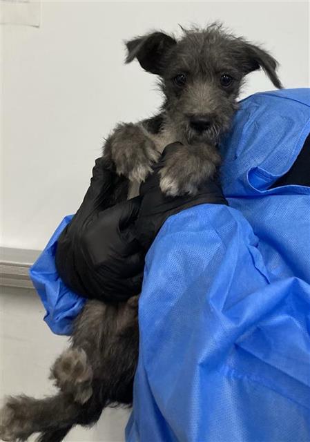 Shelter Stray Male Dog last seen Near BLOCK W WHITES BRIDGE AVE, FRESNO CA 93706, 5277 E Airways Blvd, Fresno, CA 93727, USA