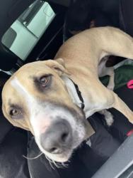 Shelter Stray Female Dog last seen , 4710 TX-151, San Antonio, TX 78227, USA