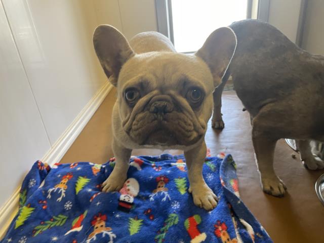 Shelter Stray Male Dog last seen Near BLOCK WINDWARD CT, PERRIS, CA, 227 N D St, Perris, CA 92570, USA