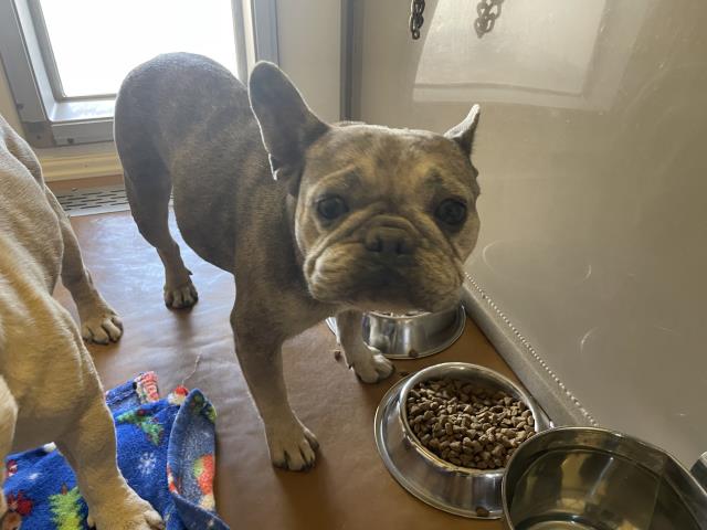 Shelter Stray Female Dog last seen Near BLOCK WINDWARD CT, PERRIS, CA, 227 N D St, Perris, CA 92570, USA