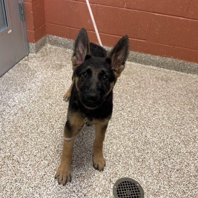 Shelter Stray Female Dog last seen Near BLOCK N DESERT COVE DR, PUEBLO CO 81007, 4600 Eagleridge Pl, Pueblo, CO 81008, USA