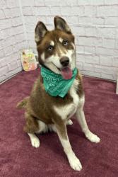 Shelter Stray Male Dog last seen Near BLOCK ROSEMONT AVE, DETROIT, MI 48219, 7401 Chrysler Dr, Detroit, MI 48211, USA