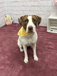 Shelter Stray Female Dog last seen Near BLOCK KILBOURNE AVE, DETROIT, MI 48213, 7401 Chrysler Dr, Detroit, MI 48211, USA