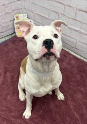 Shelter Stray Male Dog last seen Near BLOCK WADE ST, DETROIT, MI 48213, 7401 Chrysler Dr, Detroit, MI 48211, USA