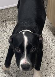 Shelter Stray Female Dog last seen Near BLOCK ROCHELLE AVE DETROIT MI 48205, 7401 Chrysler Dr, Detroit, MI 48211, USA