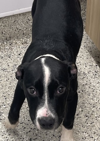 Shelter Stray Female Dog last seen Near BLOCK ROCHELLE AVE DETROIT MI 48205, 7401 Chrysler Dr, Detroit, MI 48211, USA