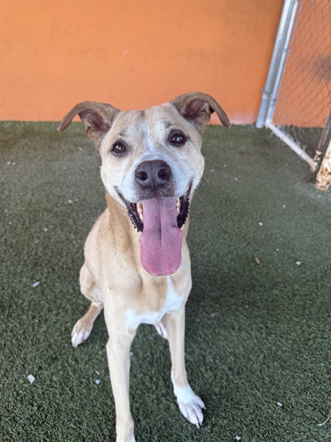 Shelter Stray Female Dog last seen Near BLOCK NW 10 ST, 3599 NW 79th Ave, Doral, FL 33122, USA