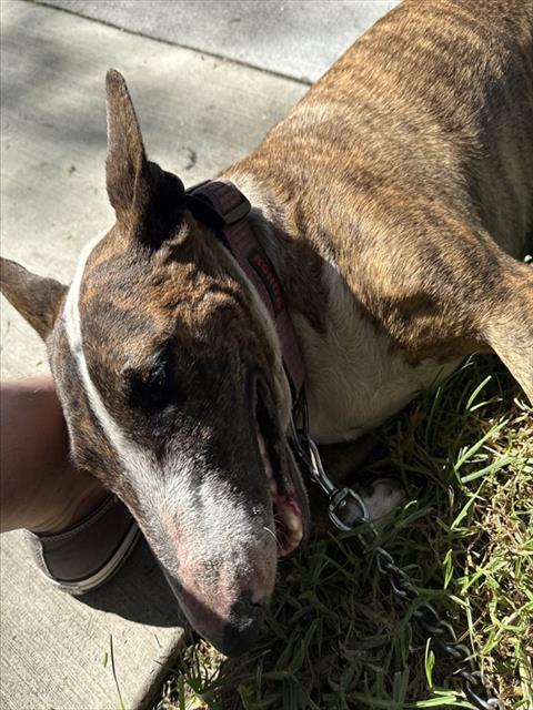 Shelter Stray Unknown Dog last seen Near BLK ELM AVE, LB 90807, 7700 E Spring St, Long Beach, CA 90815, USA