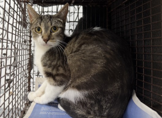 Shelter Stray Female Cat last seen , 957 N Gaffey St, San Pedro, CA 90731, USA