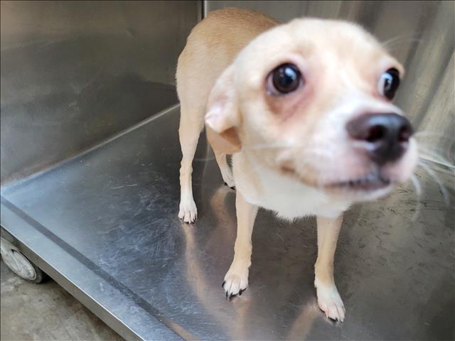 Shelter Stray Female Dog last seen , 957 N Gaffey St, San Pedro, CA 90731, USA