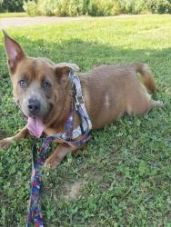 Shelter Stray Male Dog last seen Near BLOCK CHEVIOT DR, 3528 Newburg Rd, Louisville, KY 40218, USA