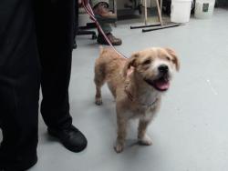 Shelter Stray Female Dog last seen , 4704 Corporation Dr, Fayetteville, NC 28306, USA