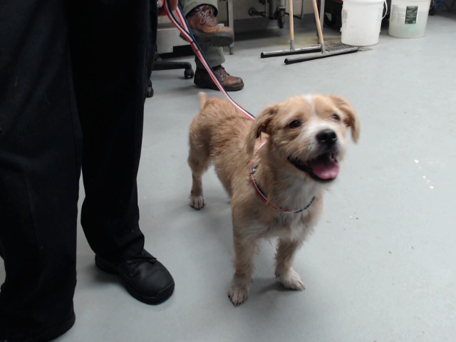 Shelter Stray Female Dog last seen , 4704 Corporation Dr, Fayetteville, NC 28306, USA