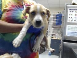 Shelter Stray Female Dog last seen , 4704 Corporation Dr, Fayetteville, NC 28306, USA