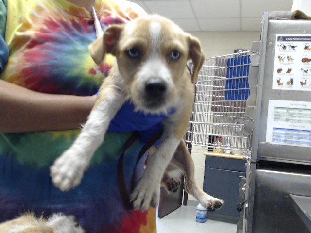Shelter Stray Female Dog last seen , 4704 Corporation Dr, Fayetteville, NC 28306, USA