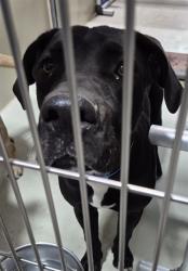 Shelter Stray Male Dog last seen Near BLOCK FAIRFAX RD, BAKERSFIELD CA 93307, 3951 Fruitvale Ave, Bakersfield, CA 93308, USA
