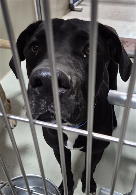 Shelter Stray Male Dog last seen Near BLOCK FAIRFAX RD, BAKERSFIELD CA 93307, 3951 Fruitvale Ave, Bakersfield, CA 93308, USA