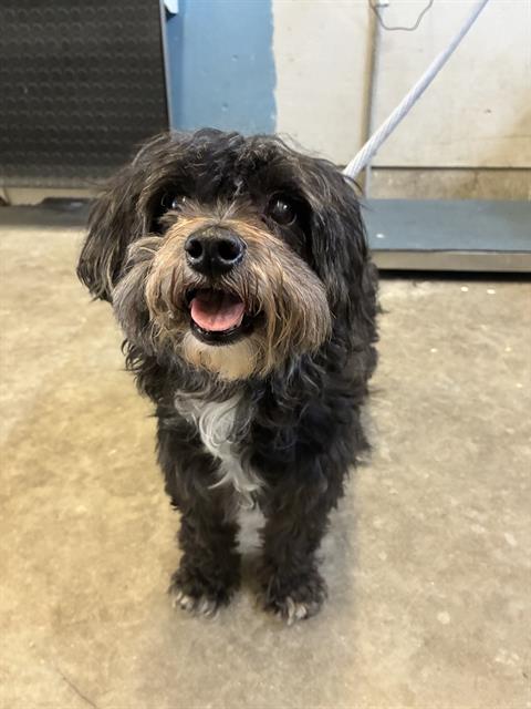 Shelter Stray Female Dog last seen , 600 Aviation Dr, Camarillo, CA 93010, USA