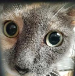 Shelter Stray Unknown Cat last seen Near BLOCK NW 57 ST, OAKLAND PARK FL 33309, 2400 SW 42nd St, Fort Lauderdale, FL 33312, USA