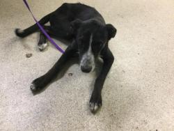 Shelter Stray Male Dog last seen Near BLOCK PEDLEY RD, JURUPA VALLEY CA 92509, 6851 Van Buren Boulevard, Jurupa Valley, CA 92509, USA