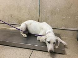 Shelter Stray Female Dog last seen Near BLOCK PEDLEY RD, JURUPA VALLEY CA 92509, 6851 Van Buren Boulevard, Jurupa Valley, CA 92509, USA