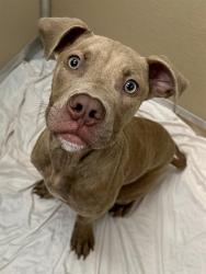 Shelter Stray Male Dog last seen Near BLOCK W SUNRISE BLVD, FORT LAUDERDALE FL 33311, 2400 SW 42nd St, Fort Lauderdale, FL 33312, USA