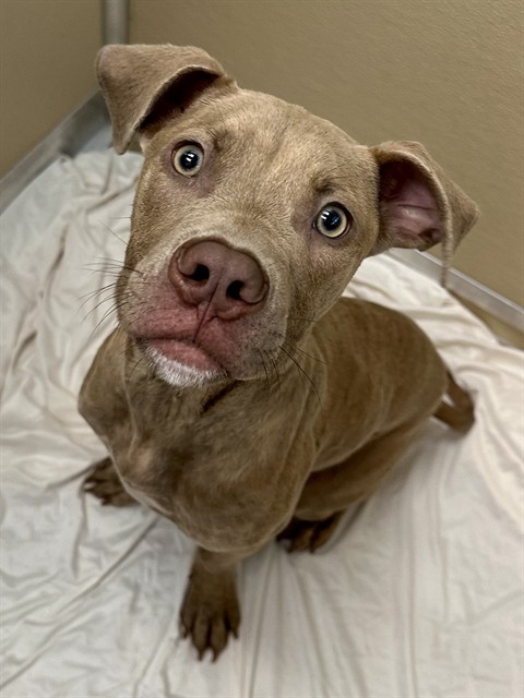 Shelter Stray Male Dog last seen Near BLOCK W SUNRISE BLVD, FORT LAUDERDALE FL 33311, 2400 SW 42nd St, Fort Lauderdale, FL 33312, USA