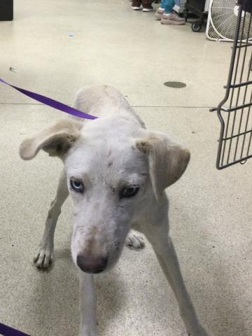 Shelter Stray Male Dog last seen Near BLOCK PEDLEY RD, JURUPA VALLEY CA 92509, 6851 Van Buren Boulevard, Jurupa Valley, CA 92509, USA