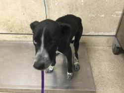 Shelter Stray Male Dog last seen Near BLOCK PEDLEY RD, JURUPA VALLEY CA 92509, 6851 Van Buren Boulevard, Jurupa Valley, CA 92509, USA
