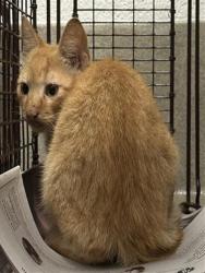Shelter Stray Unknown Cat last seen Near BLOCK N ROCK ISLAND RD, MARGATE FL 33063, 2400 SW 42nd St, Fort Lauderdale, FL 33312, USA