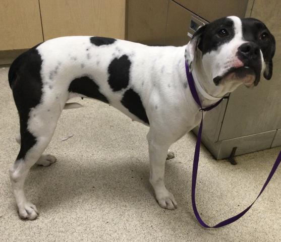 Shelter Stray Female Dog last seen Near BLOCK INDIANA AVE, RIVERSIDE, CA, 6851 Van Buren Boulevard, Jurupa Valley, CA 92509, USA