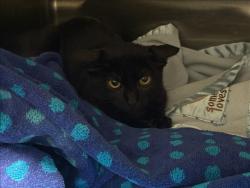 Shelter Stray Female Cat last seen , West Valley Animal Shelter, 20655 Plummer St, Chatsworth, CA 91311, USA