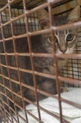 Shelter Stray Female Cat last seen , 1419 Bryant St, San Francisco, CA 94103, USA