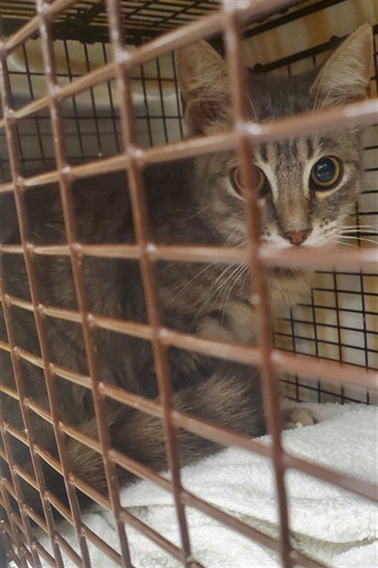 Shelter Stray Female Cat last seen , 1419 Bryant St, San Francisco, CA 94103, USA