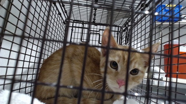 Shelter Stray Male Cat last seen ELSIE AND EUGENIA, 1419 Bryant St, San Francisco, CA 94103, USA