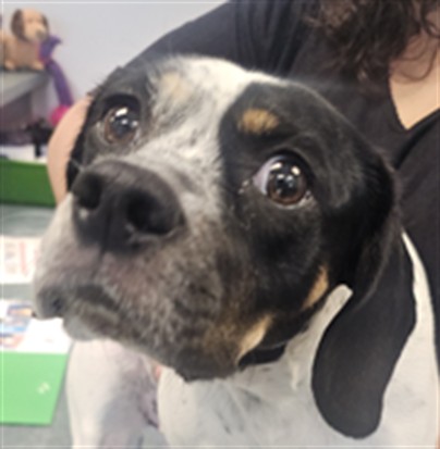 Shelter Stray Unknown Dog last seen , West Valley Animal Shelter, 20655 Plummer St, Chatsworth, CA 91311, USA