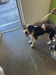 Shelter Stray Male Dog last seen , 1850 W 60th St, Los Angeles, CA 90047, USA