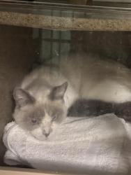 Shelter Stray Unknown Cat last seen Near BLOCK W APPLETON DR, 4522 W 3500 S, West Valley City, UT 84120, USA