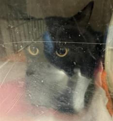 Shelter Stray Female Cat last seen Near BLOCK W NORWALK RD, 4522 W 3500 S, West Valley City, UT 84120, USA