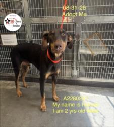 Shelter Stray Male Dog last seen , 1850 W 60th St, Los Angeles, CA 90047, USA