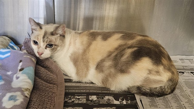 Shelter Stray Female Cat last seen , 31044 Charlie Canyon Rd, Castaic, CA 91384, USA