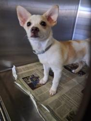 Shelter Stray Female Dog last seen , 1850 W 60th St, Los Angeles, CA 90047, USA