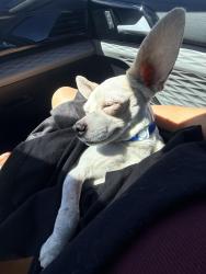 Reunited Male Dog last seen Lake mead civic center, North Las Vegas, NV 89030