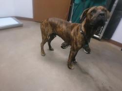 Shelter Stray Male Dog last seen 299TH AVE AND PEAKVIEW RD, 2500 S 27th Ave, Phoenix, AZ 85009, USA