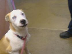 Shelter Stray Male Dog last seen HOWE AVE/COTTAGE WAY, SACRAMENTO CA 95825, 3839 Bradshaw Rd, Sacramento, CA 95827, USA