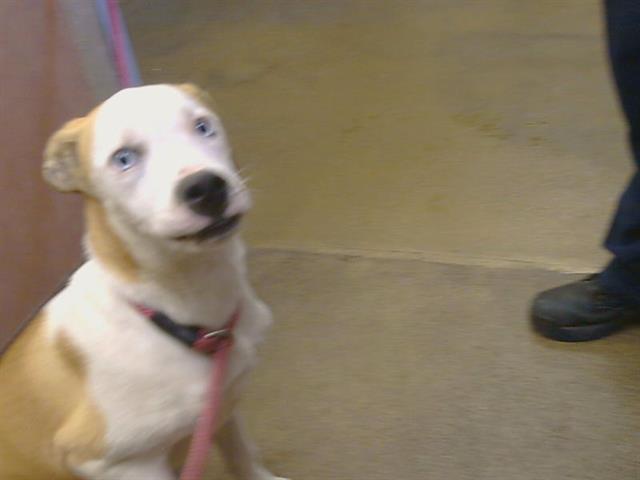 Shelter Stray Male Dog last seen HOWE AVE/COTTAGE WAY, SACRAMENTO CA 95825, 3839 Bradshaw Rd, Sacramento, CA 95827, USA