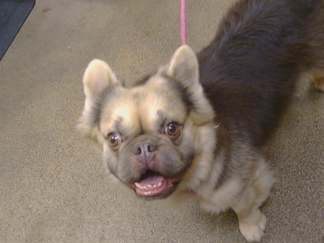 Shelter Stray Male Dog last seen NORWALK CIR/WOODRING DR, MATHER CA 95655, 3839 Bradshaw Rd, Sacramento, CA 95827, USA