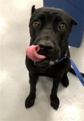 Shelter Stray Female Dog last seen GOETZ/MALBERT, PERRIS CA 92571, 581 S Grand Ave, San Jacinto, CA 92582, USA