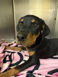 Shelter Stray Male Dog last seen Near BLOCK WADE AVE, PERRIS CA 92571, 581 S Grand Ave, San Jacinto, CA 92582, USA