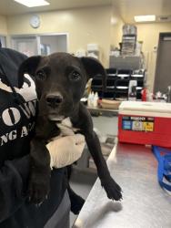 Shelter Stray Male Dog last seen MONTEVISTA, SAN JACINTO, 581 S Grand Ave, San Jacinto, CA 92582, USA